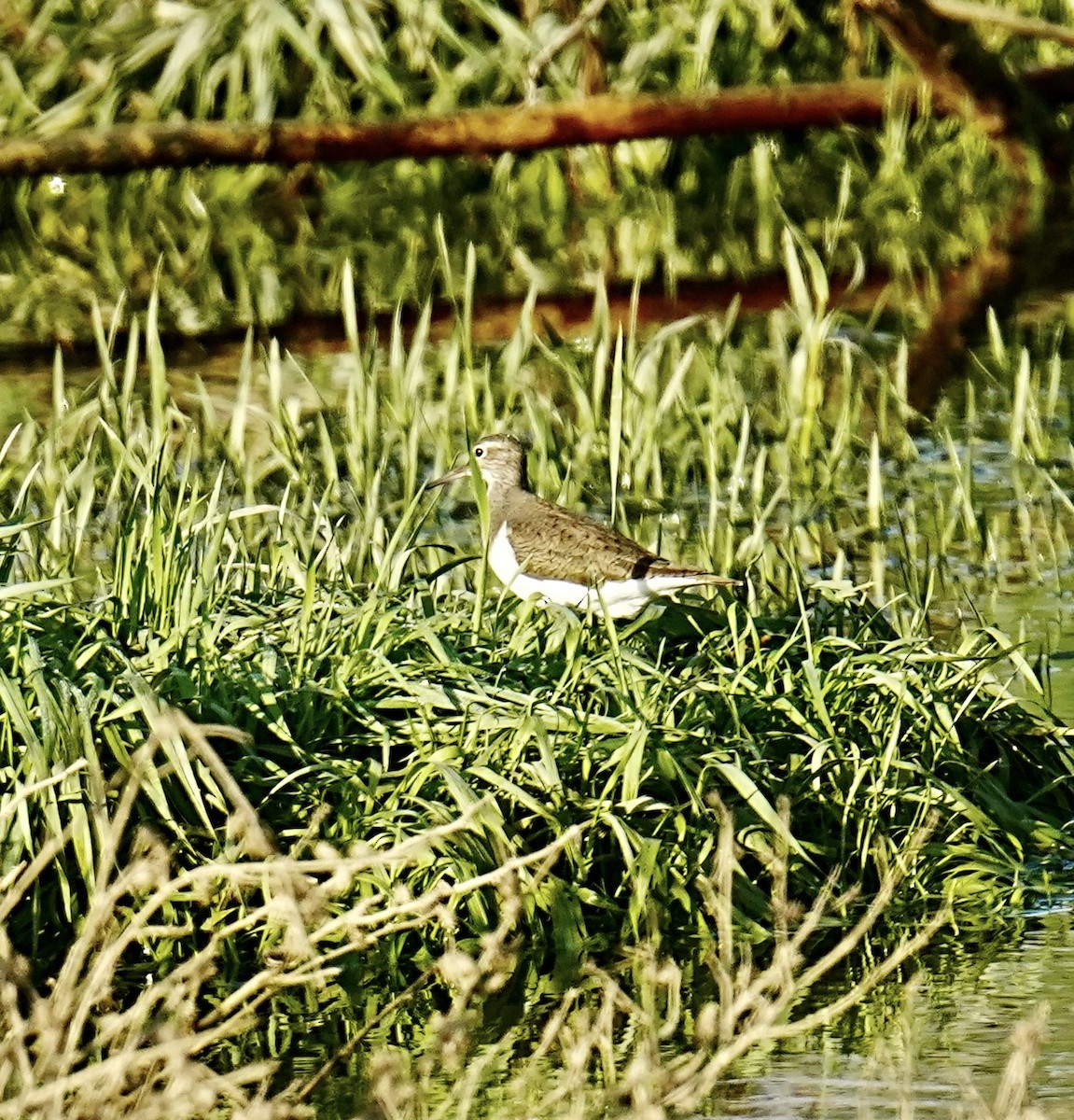 Common Sandpiper - ML557543751