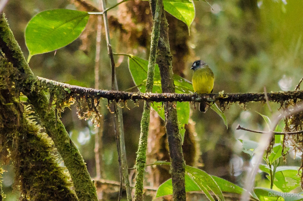 Ornate Flycatcher - Diana López G