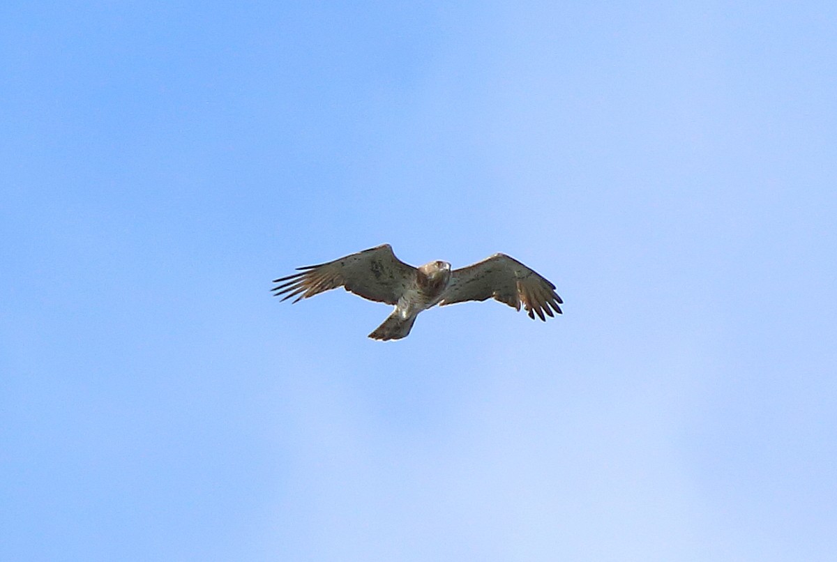 Short-toed Snake-Eagle - Sergey Simonov