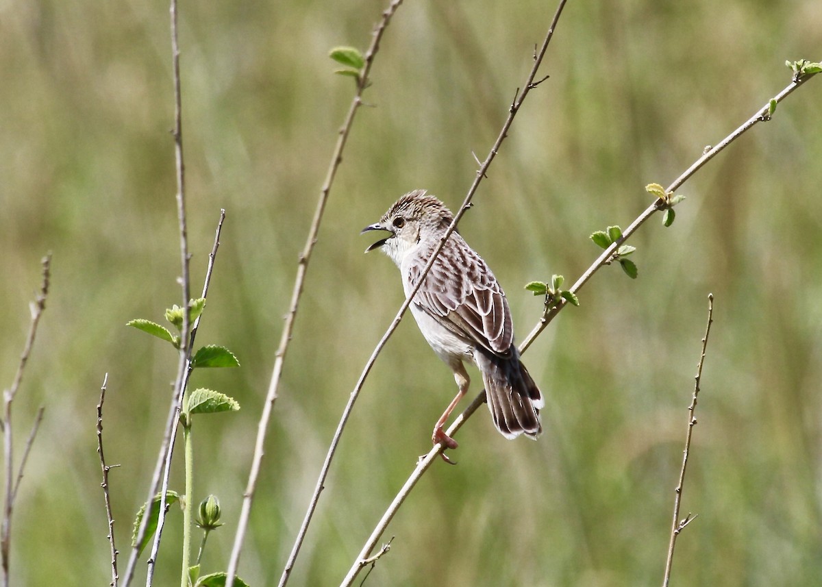 Croaking Cisticola - Bonnie Duman