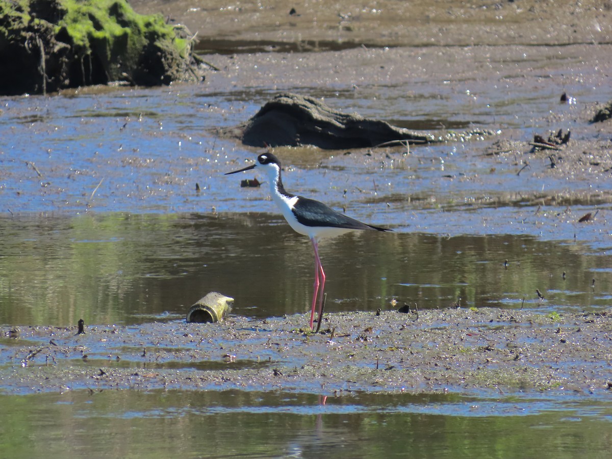 Black-necked Stilt - ML557548321