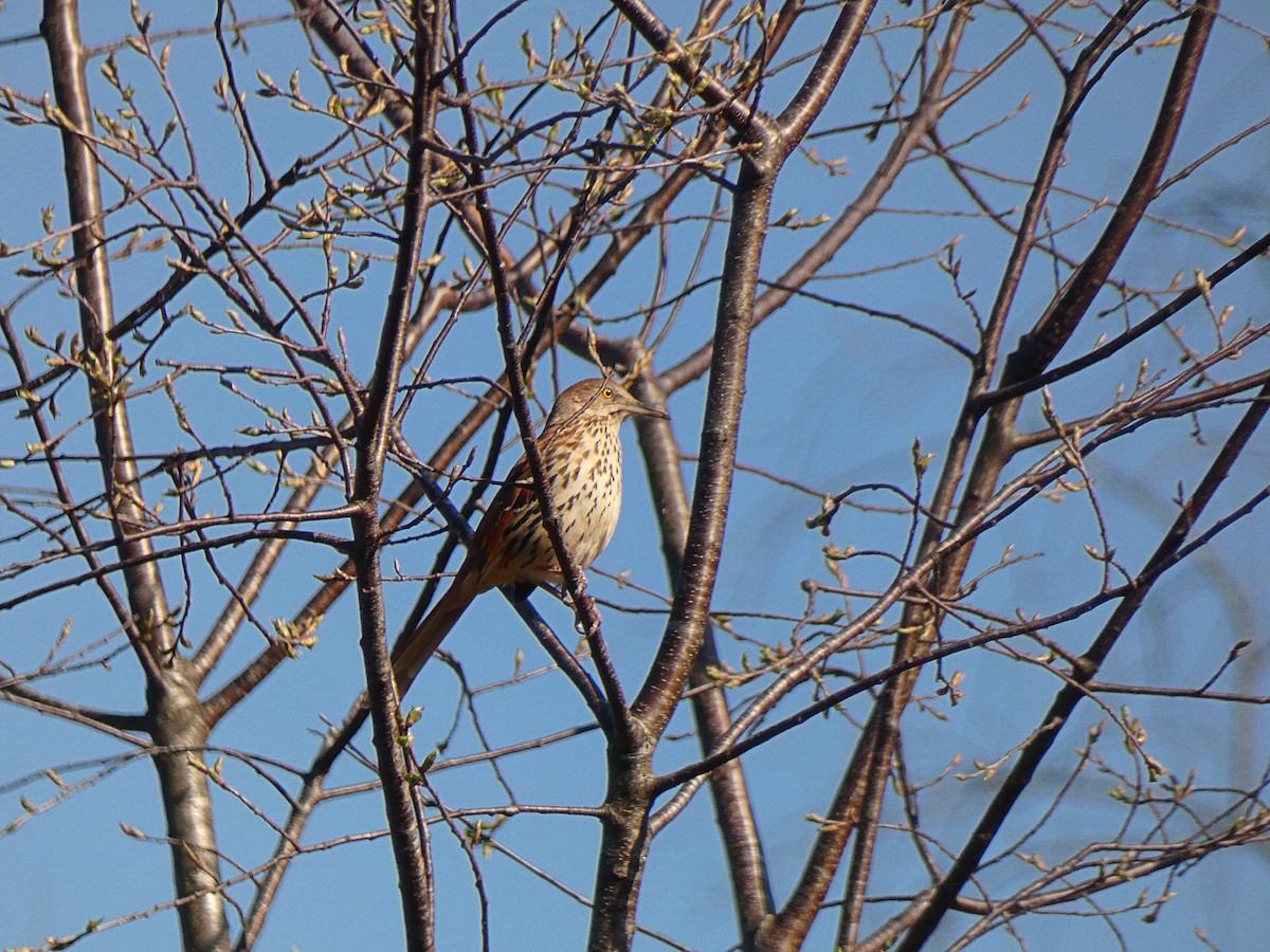 Brown Thrasher - ML557549711