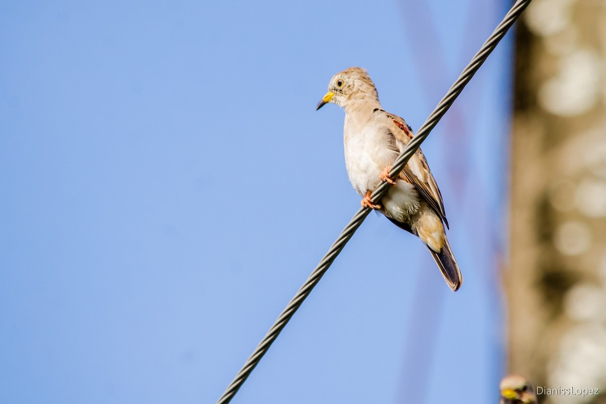 Croaking Ground Dove - ML557549741