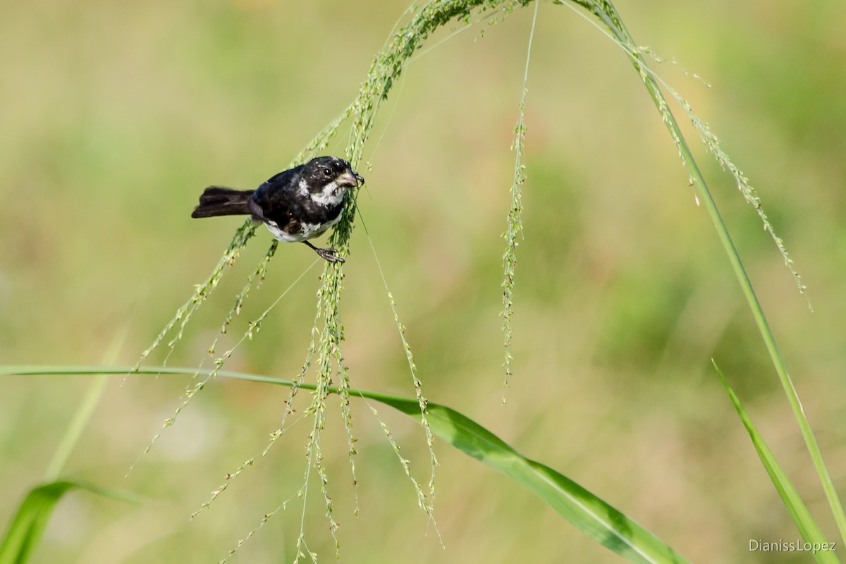 Variable Seedeater - ML557549771