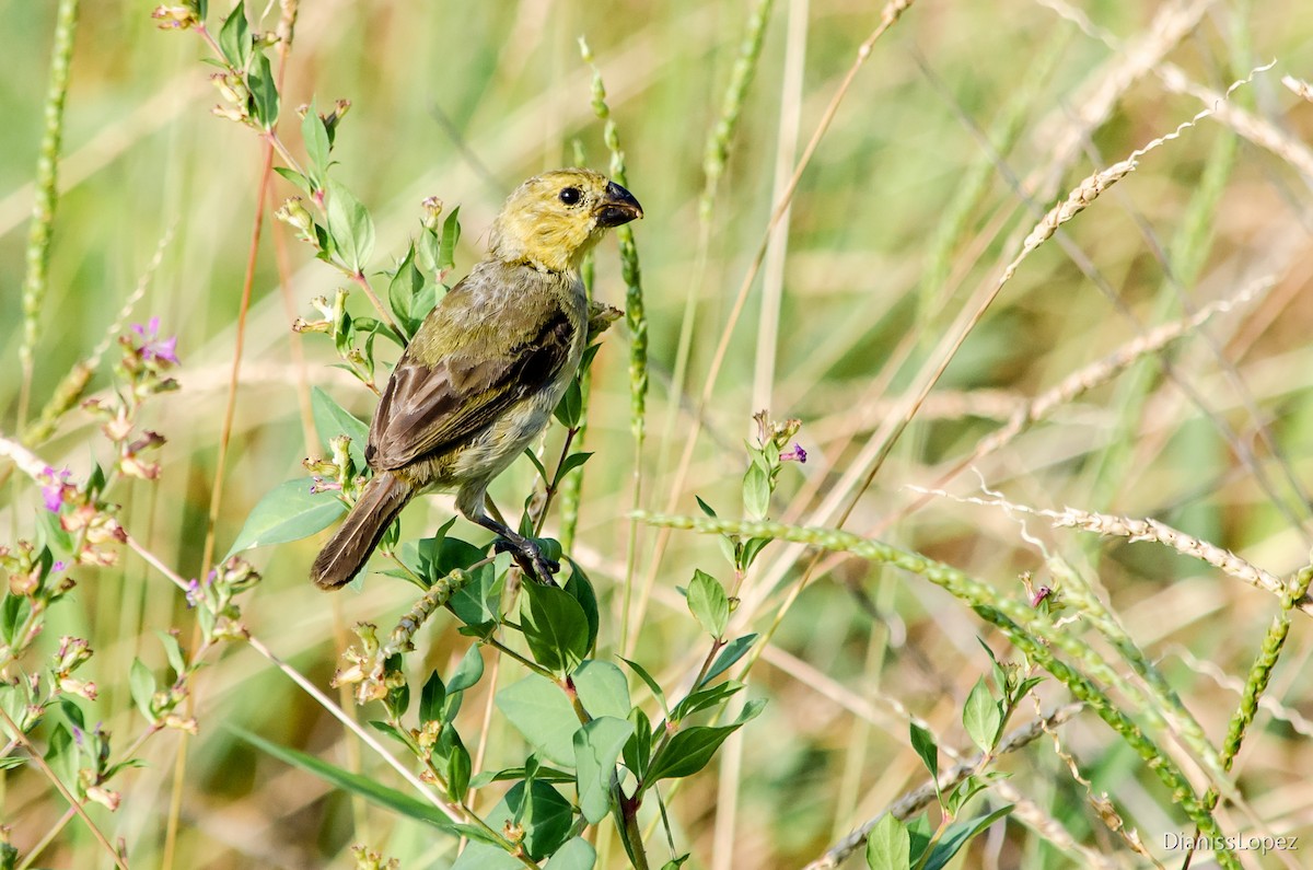 Variable Seedeater - ML557549781