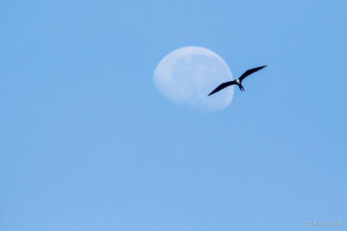 Magnificent Frigatebird - ML557550271