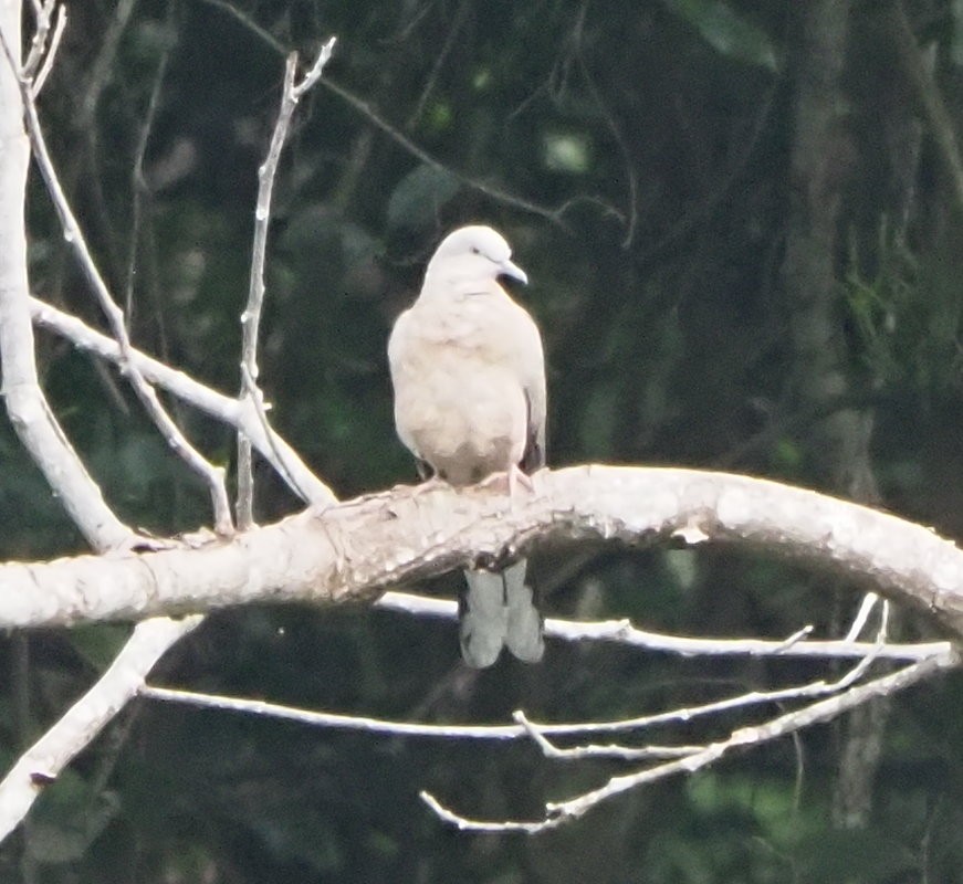 Spotted Dove - ML557550501