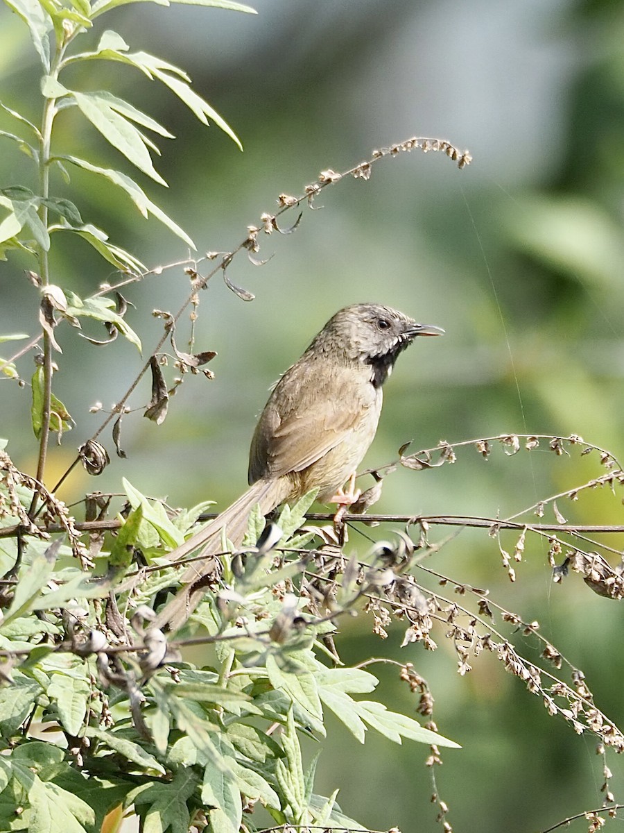 Black-throated Prinia - ML557550871