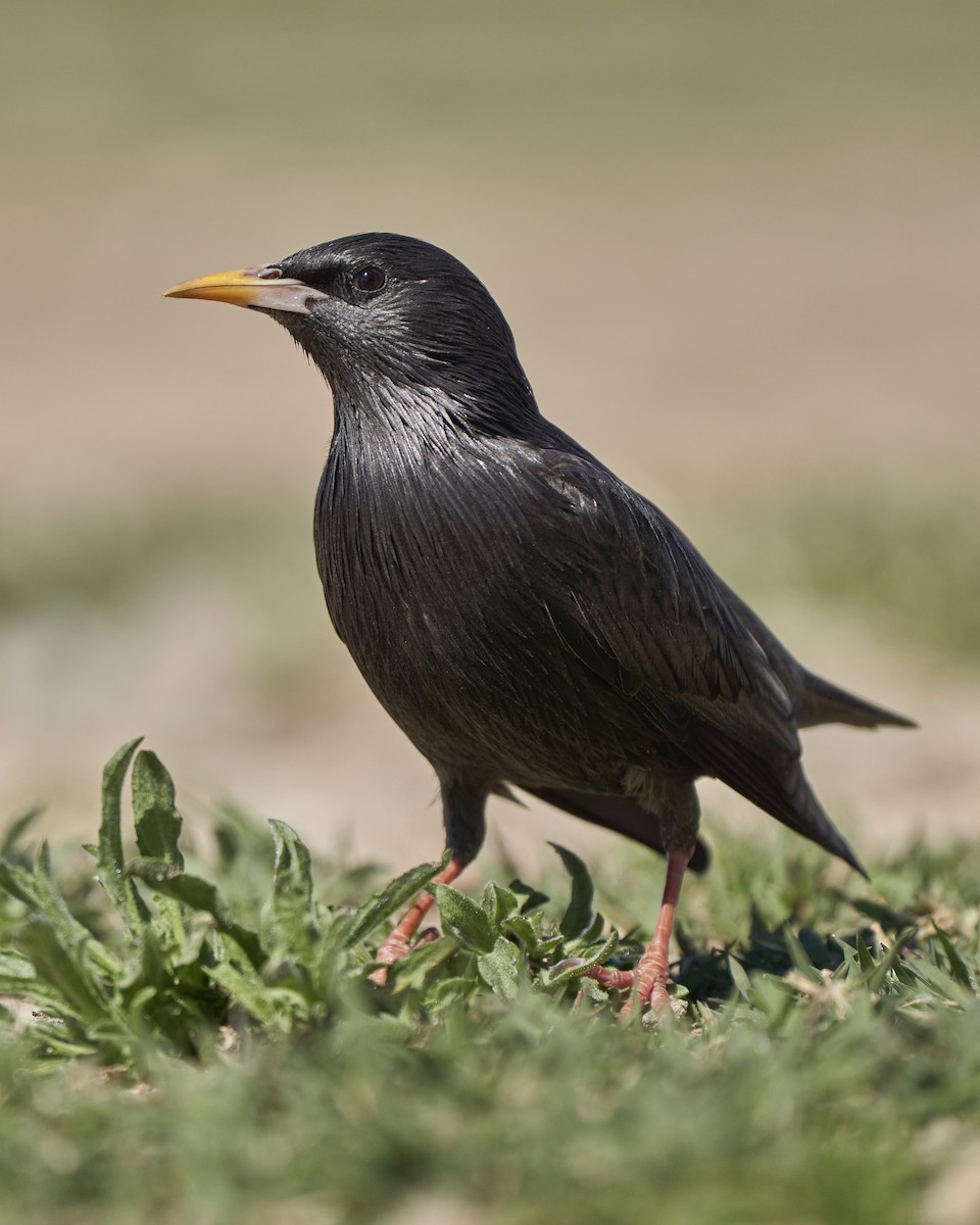 Spotless Starling - Kevin Hughes