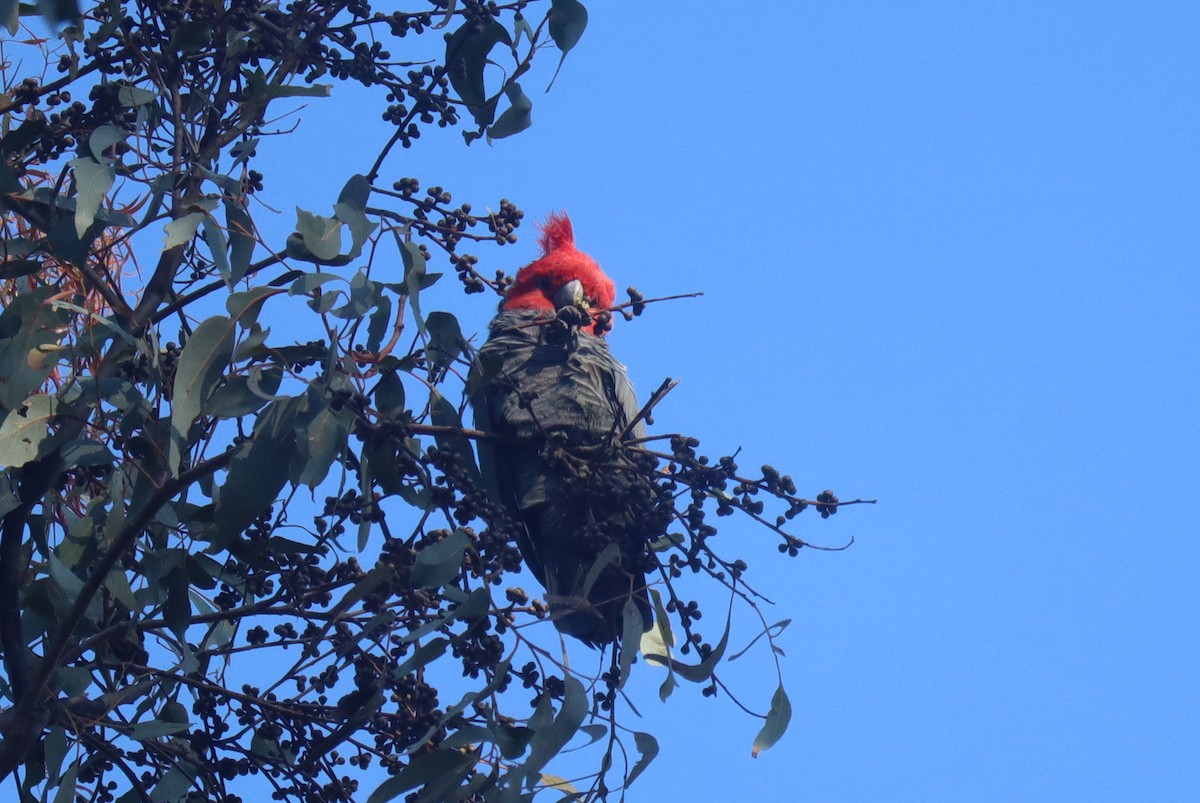 Gang-gang Cockatoo - ML557551521