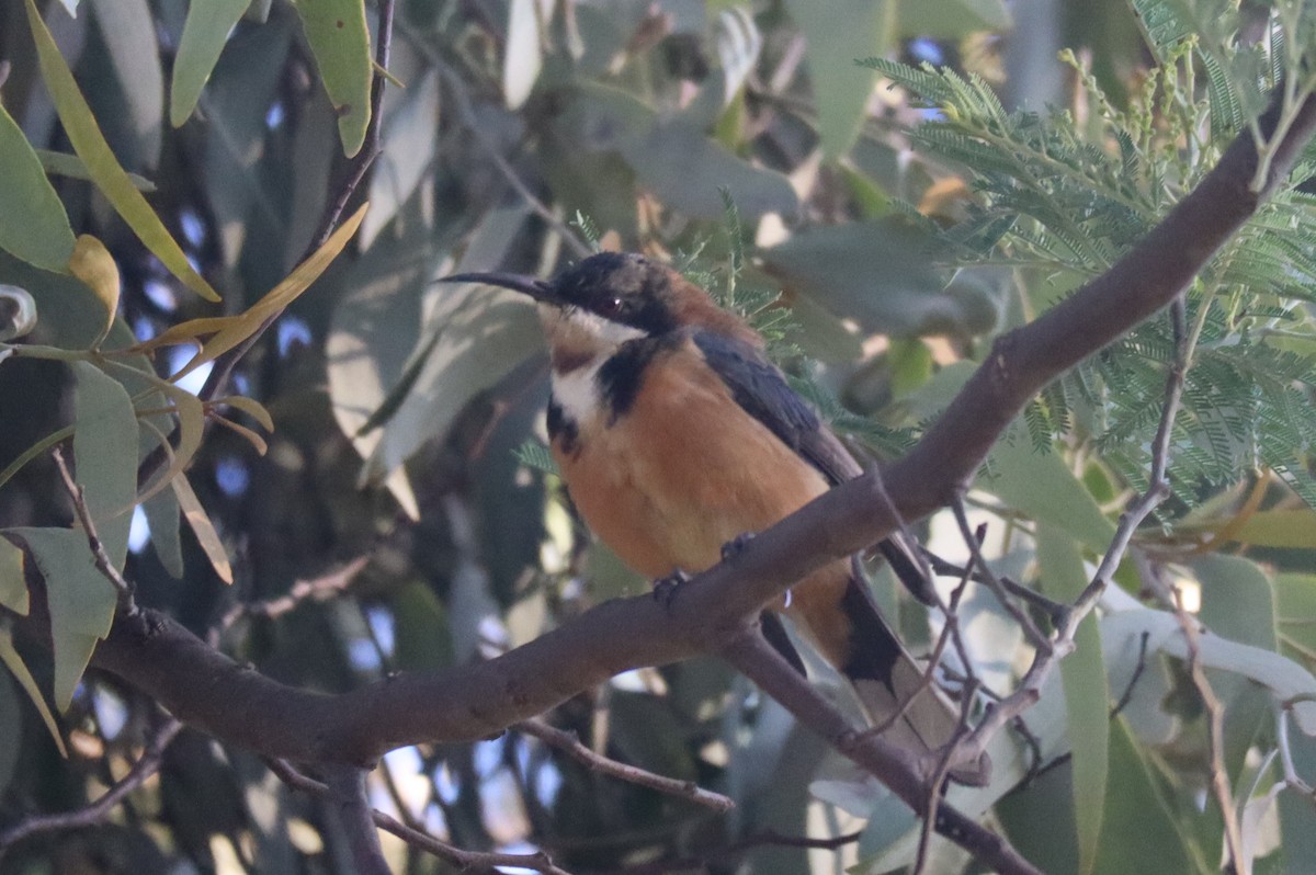 Eastern Spinebill - Paul Rowan