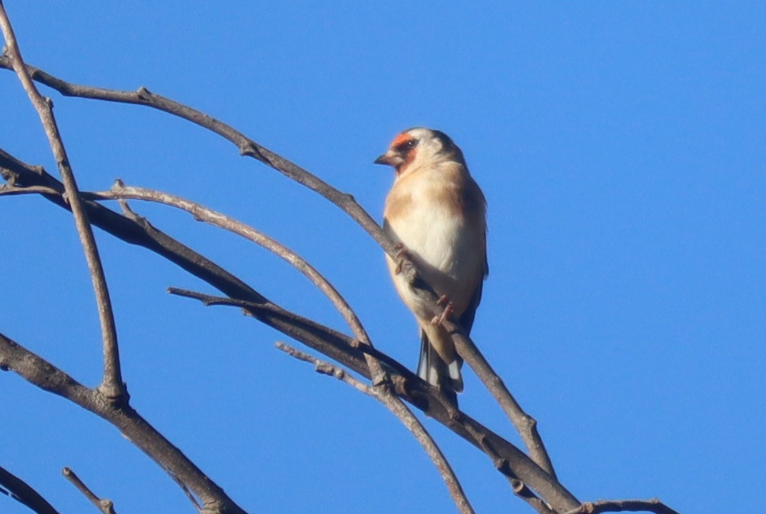 European Goldfinch - Paul Rowan