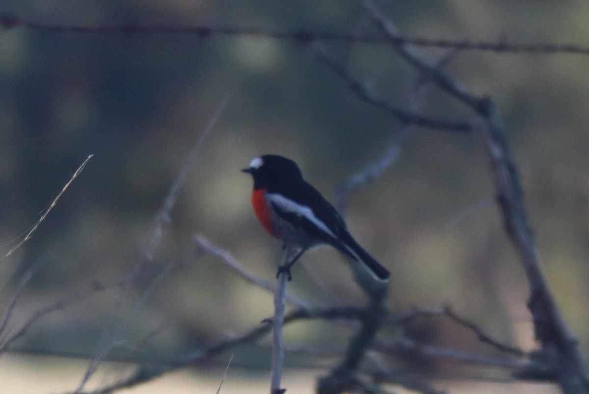 Scarlet Robin - Paul Rowan