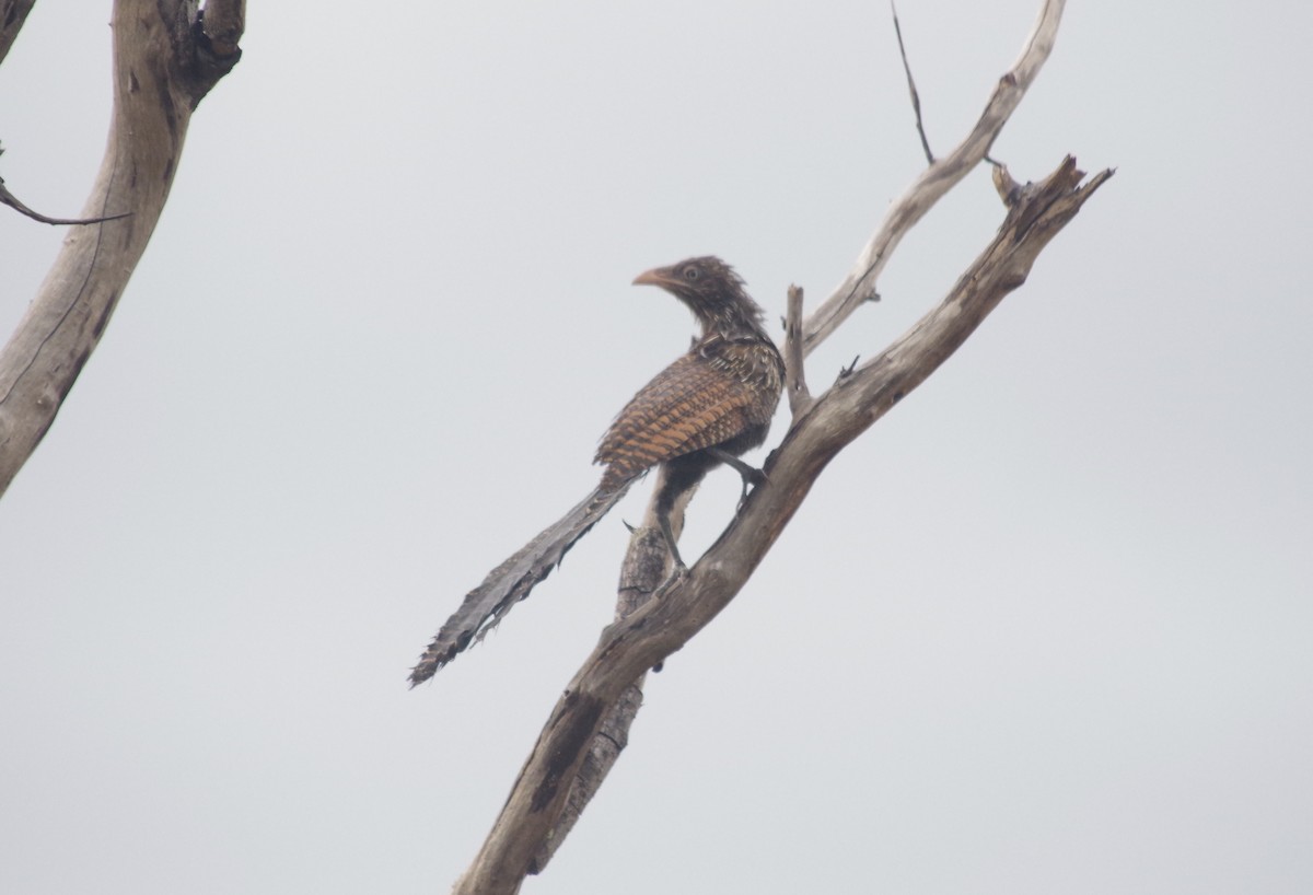 Pheasant Coucal - ML557551741