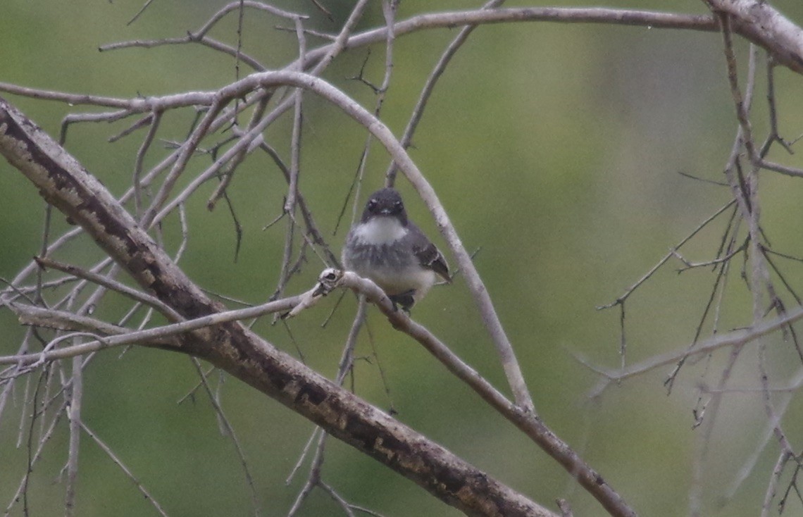Northern Fantail - ML557551791