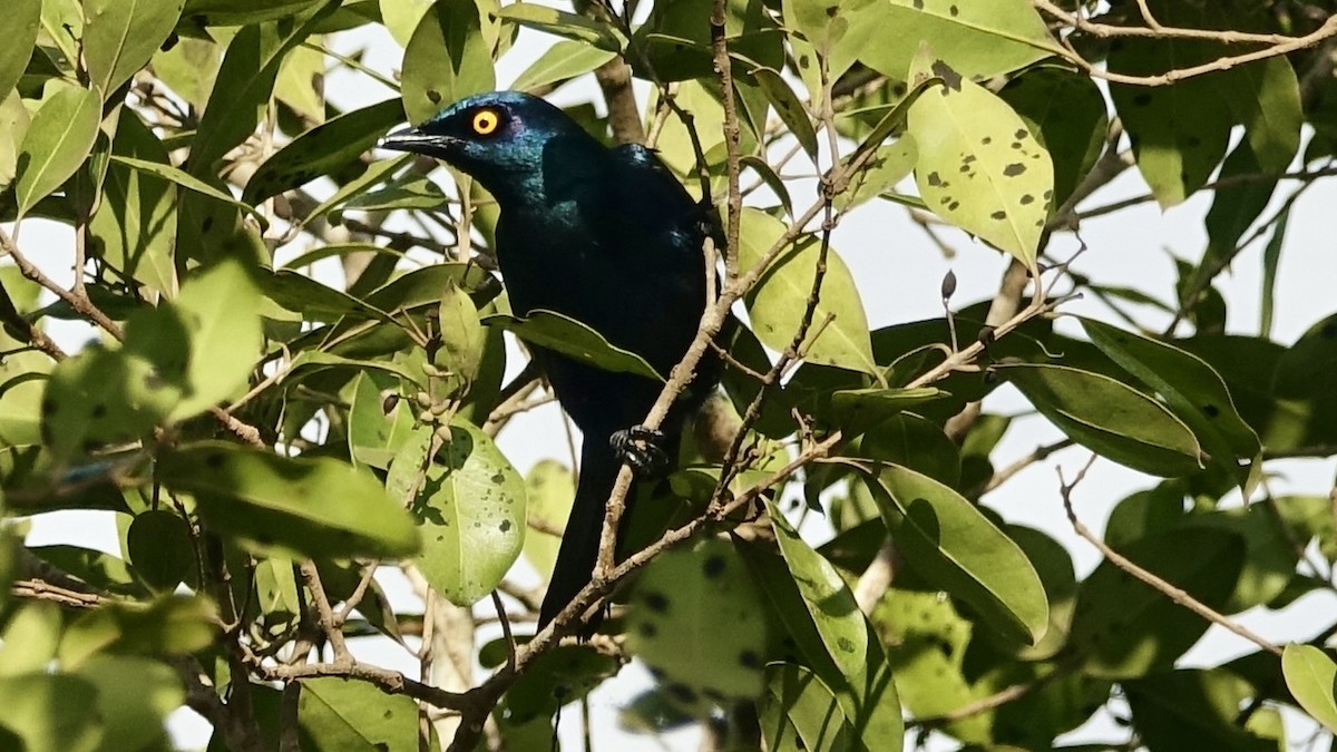 Black-bellied Starling - ML557551821