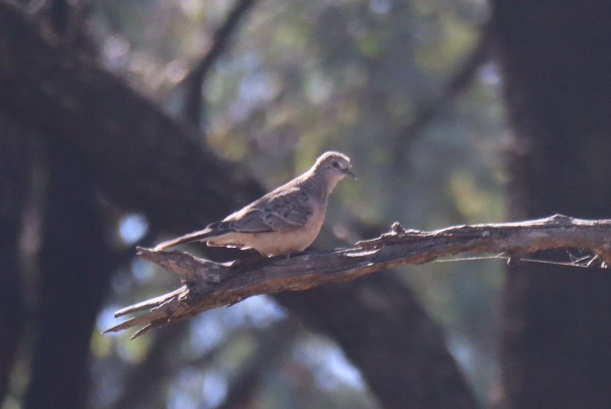 Peaceful Dove - ML557551891