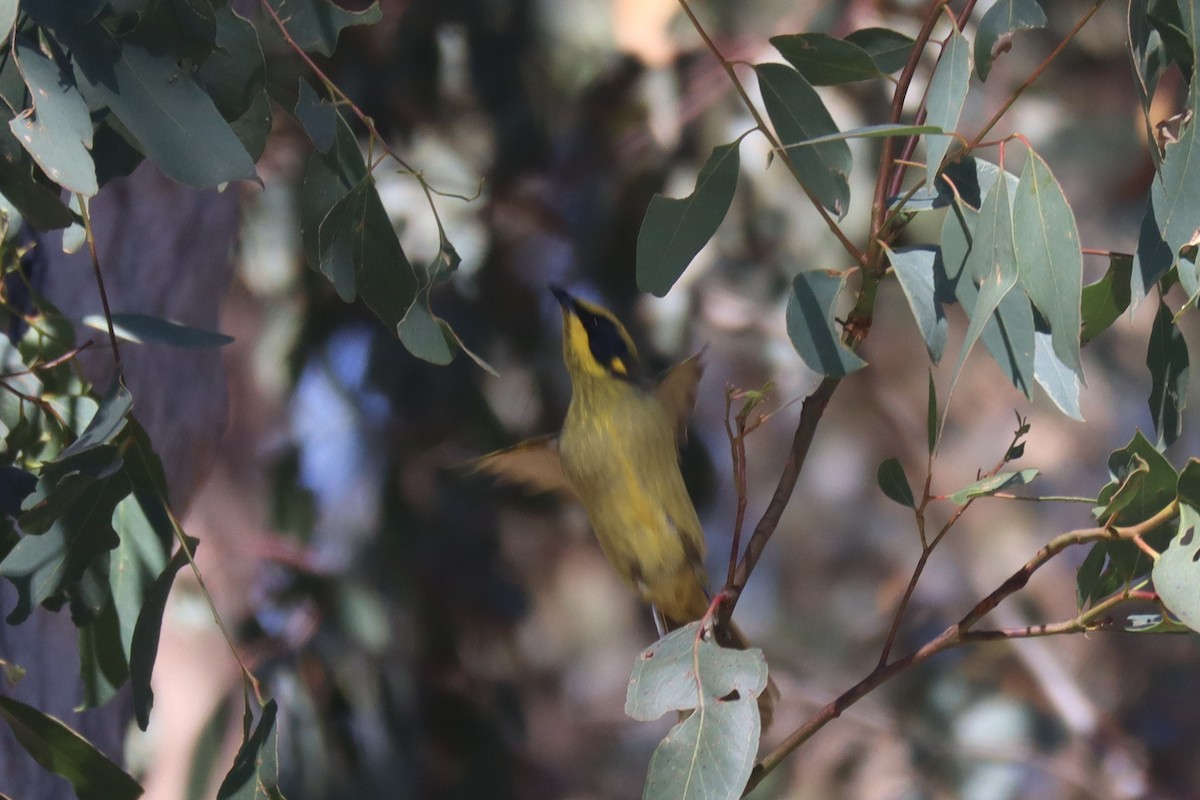 Yellow-tufted Honeyeater - ML557551961
