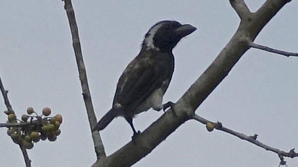 White-eared Barbet - ML557552711