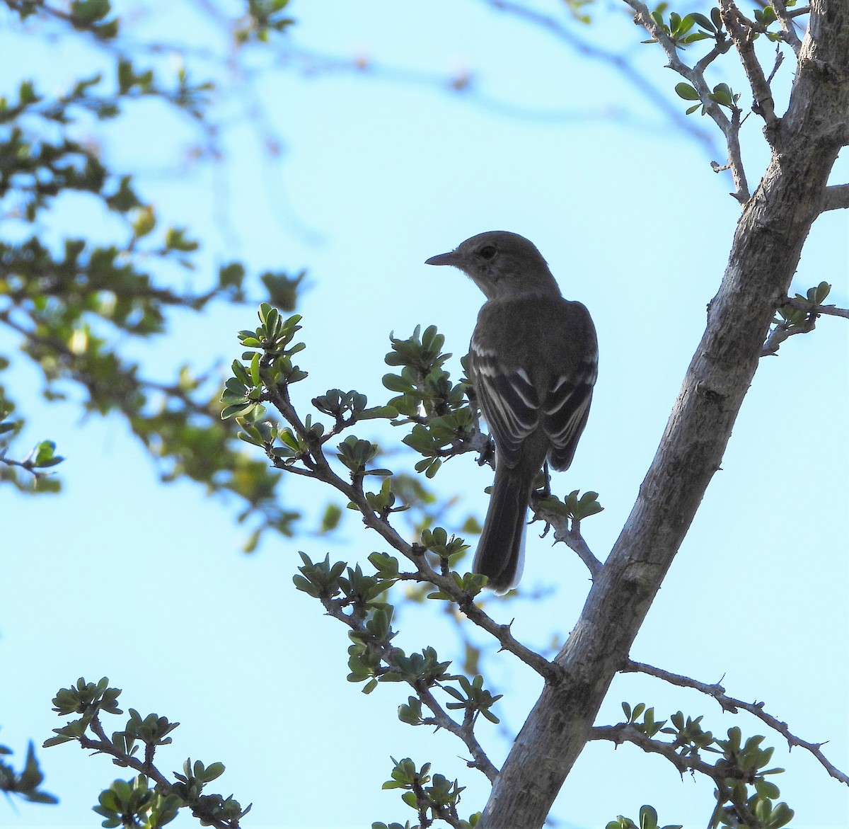 Caribbean Elaenia - Heath Harlan