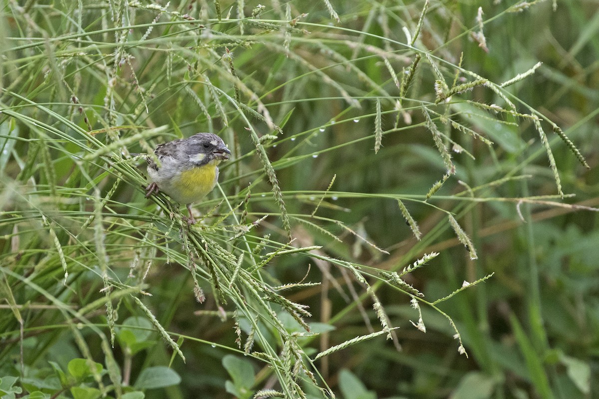 Lemon-breasted Seedeater - ML557552901