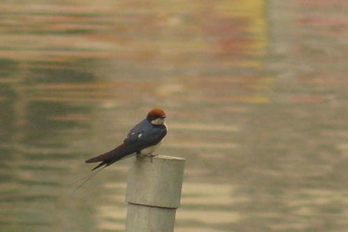 Wire-tailed Swallow - ML557554871