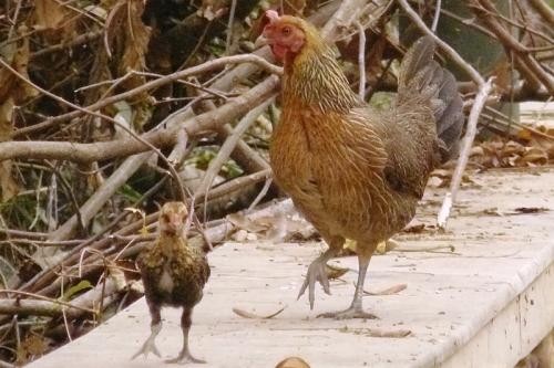 Gallo bankiva - ML557554951