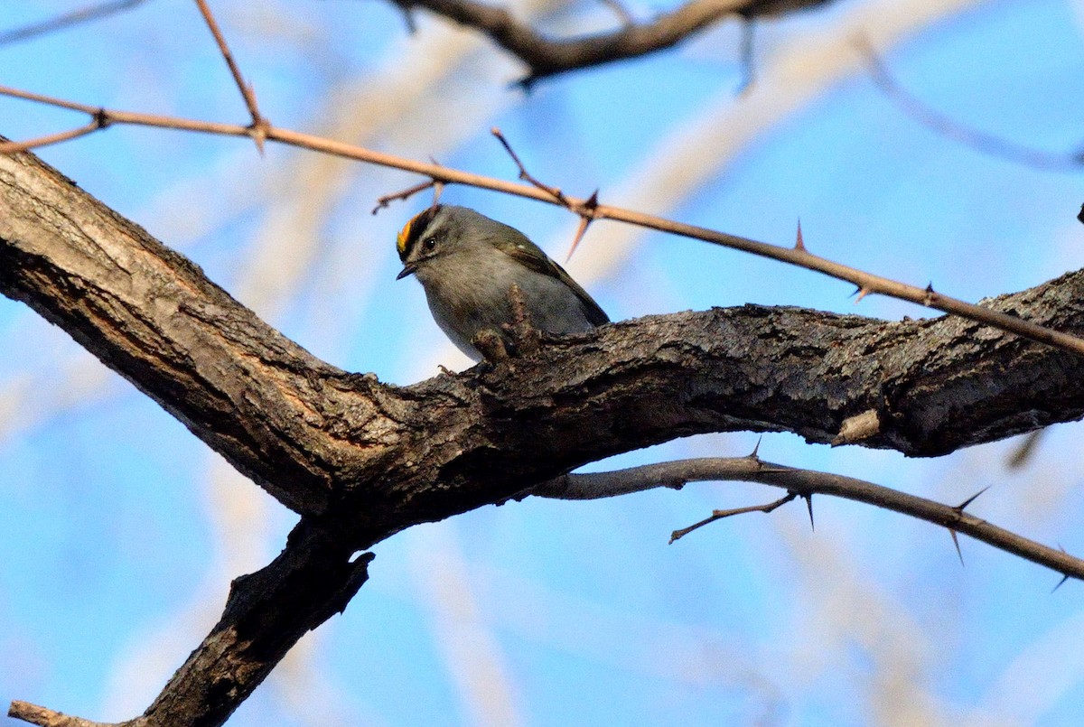 Golden-crowned Kinglet - ML557555671