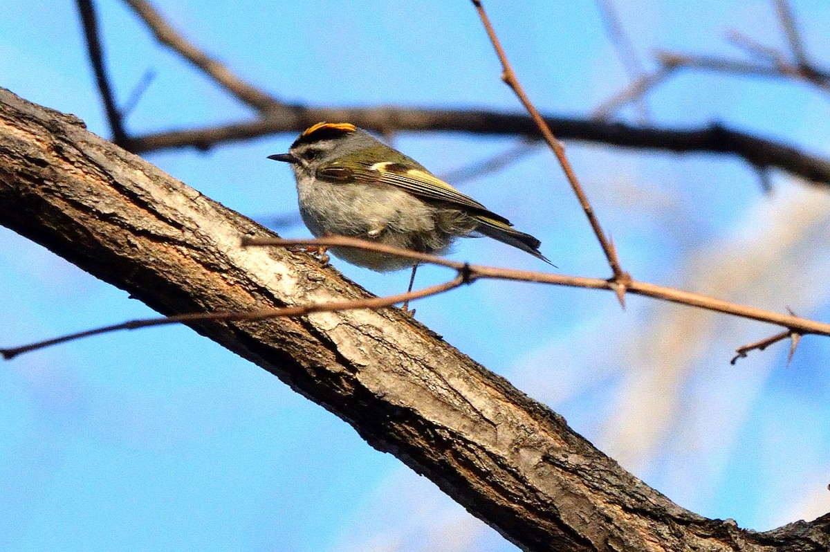 Golden-crowned Kinglet - ML557555681