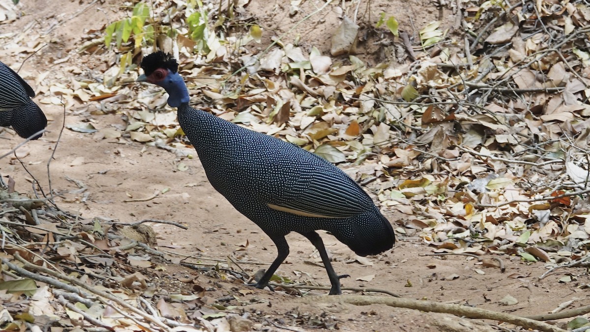 Eastern Crested Guineafowl - ML557556501