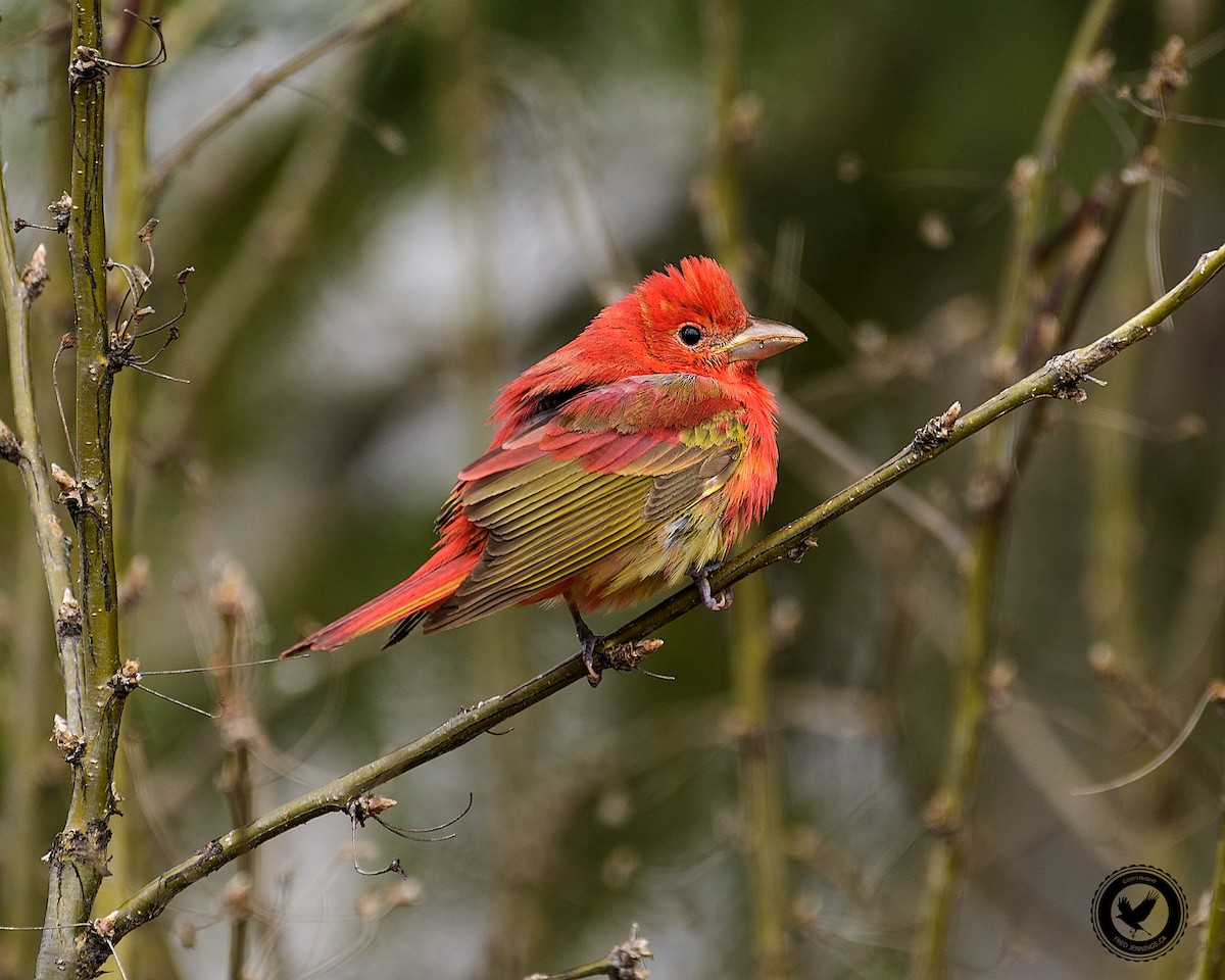 Summer Tanager - ML55755651