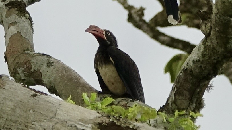 Crowned Hornbill - ML557557551