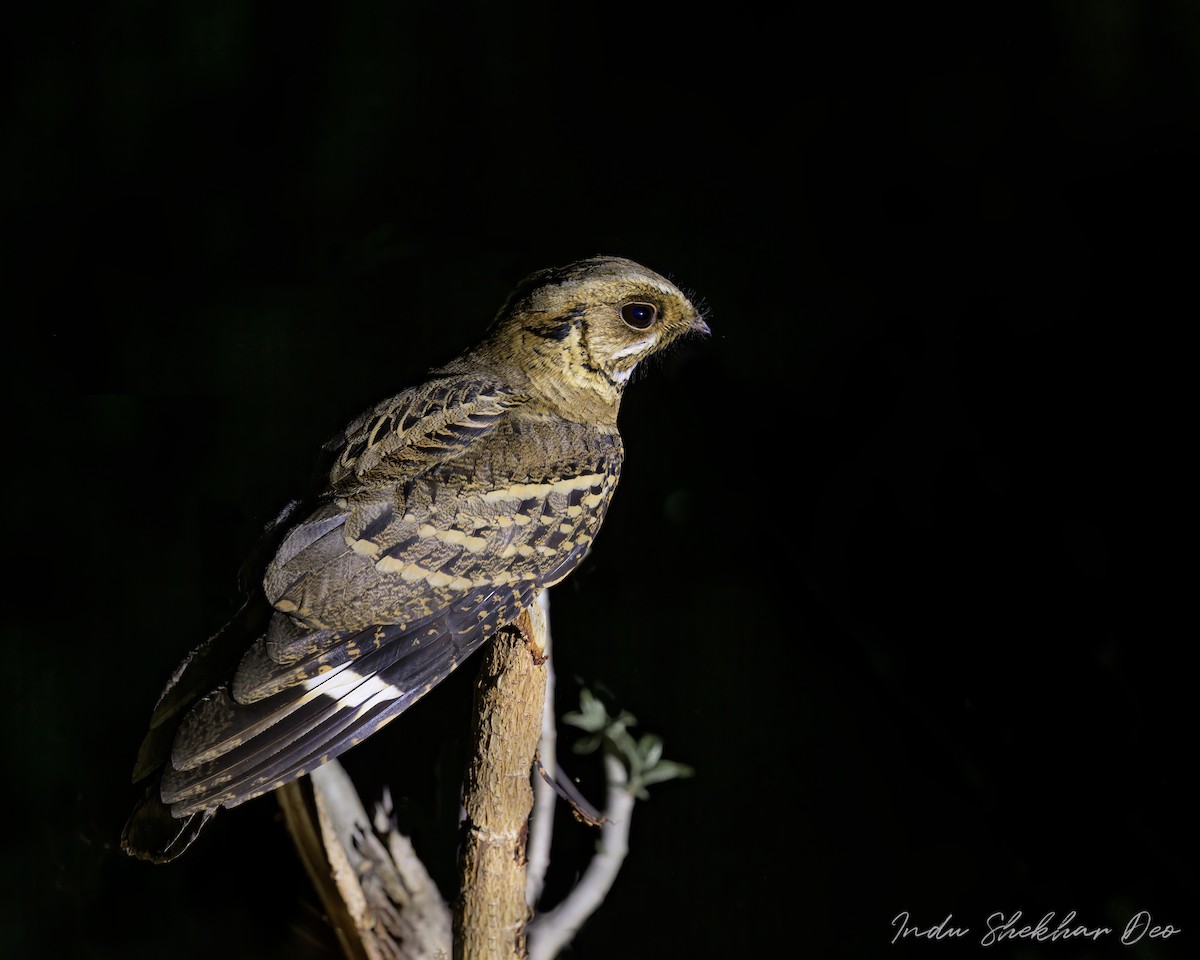 Large-tailed Nightjar - Indu Shekhar Deo