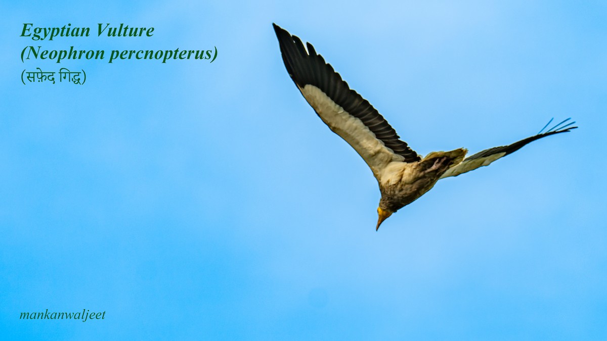 Egyptian Vulture - ML557559521