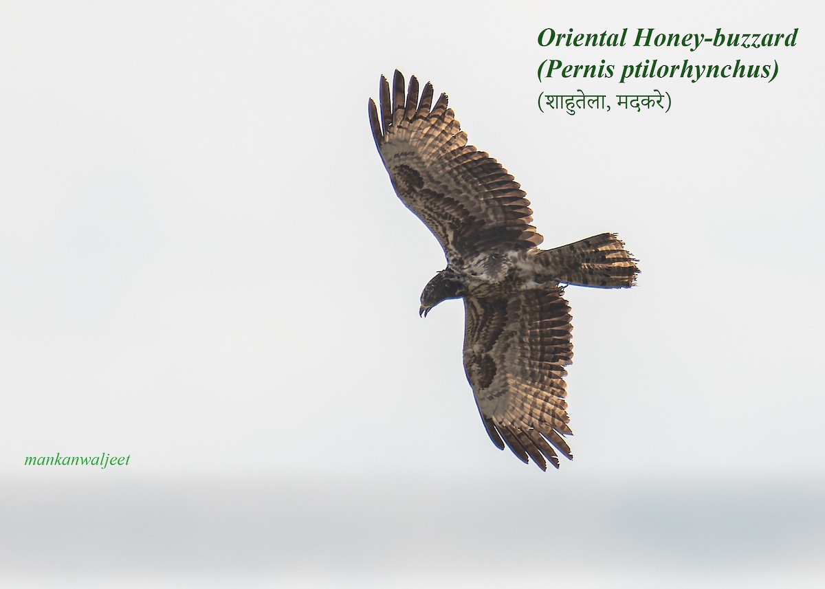 Oriental Honey-buzzard - ML557559551