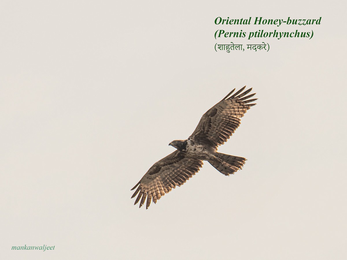 Oriental Honey-buzzard - ML557559571