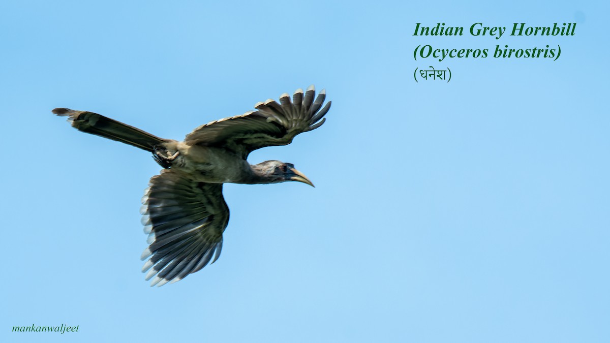Indian Gray Hornbill - ML557559581
