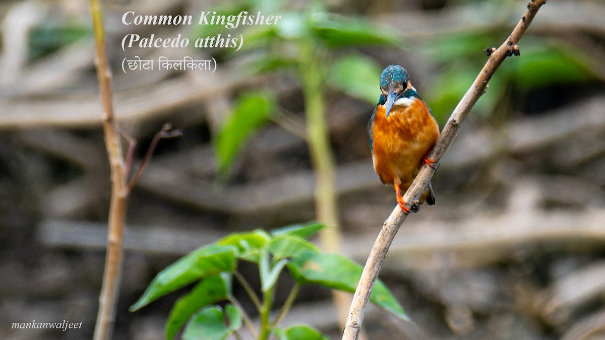 Common Kingfisher - ML557559621