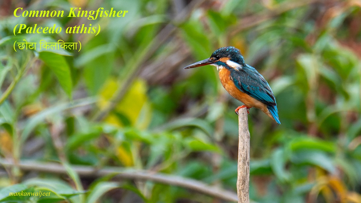 Common Kingfisher - ML557559661