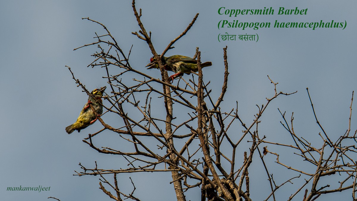 Coppersmith Barbet - ML557559701