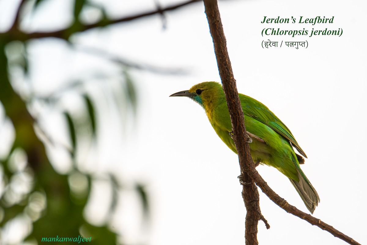 Jerdon's Leafbird - ML557559751