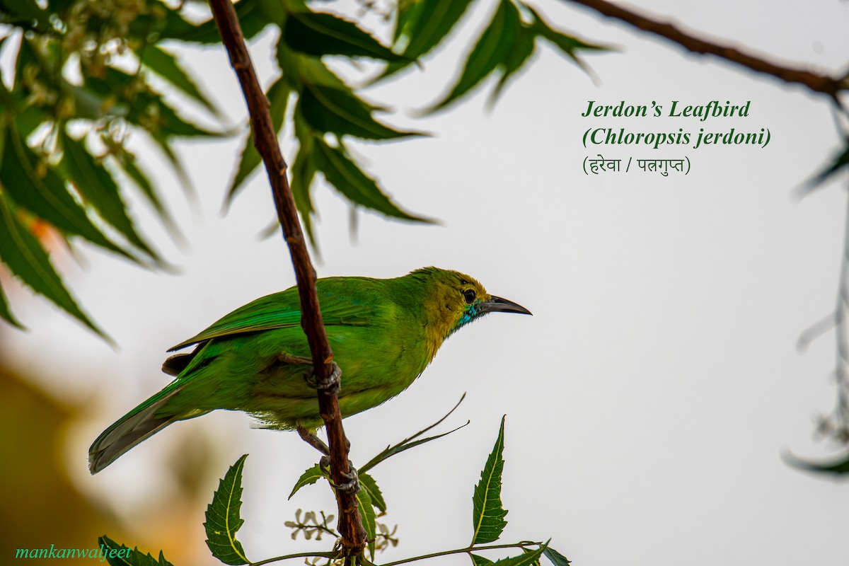 Jerdon's Leafbird - ML557559761