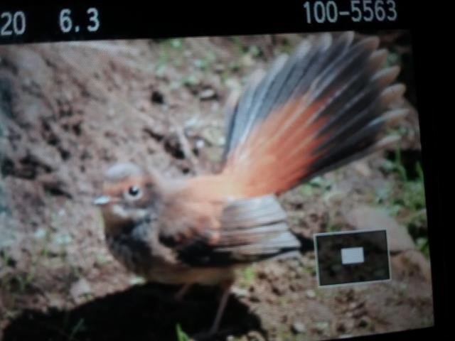 Australian Rufous Fantail - ML557560071