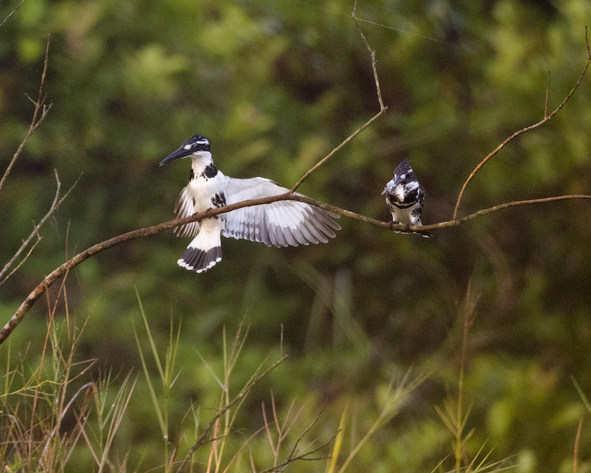 Pied Kingfisher - Varun Sharma