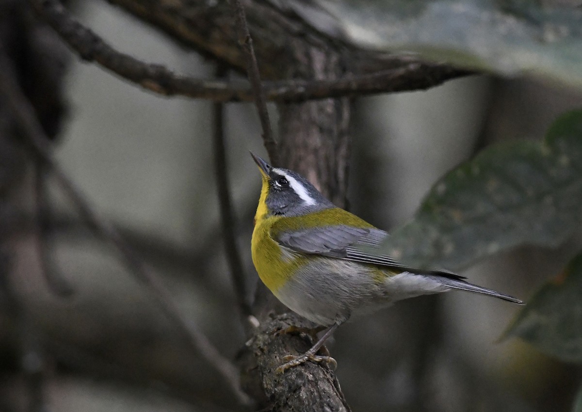Crescent-chested Warbler - ML557560791