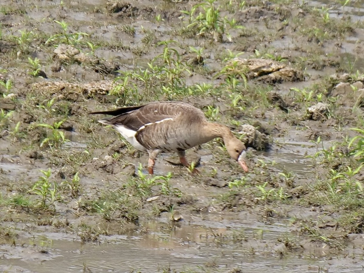Lesser White-fronted Goose - ML557561361