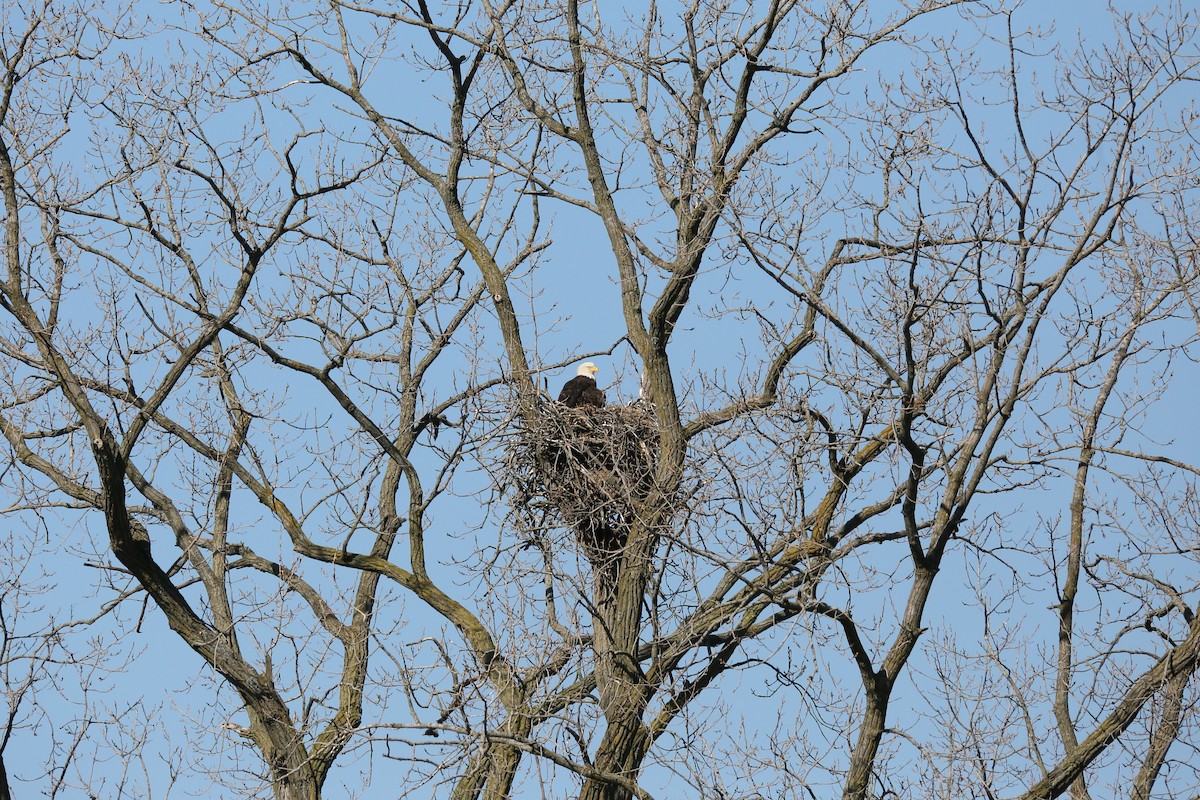 Bald Eagle - ML557562481