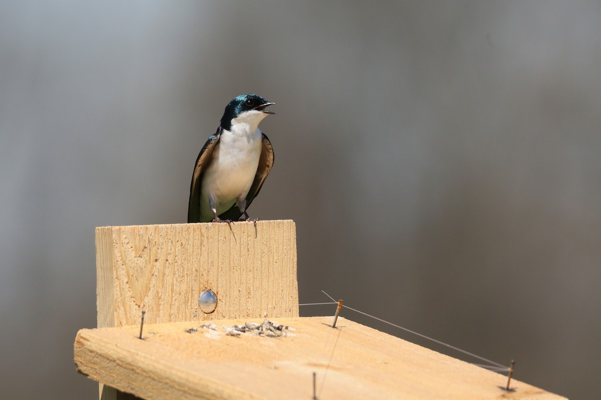 Tree Swallow - Ron Sempier