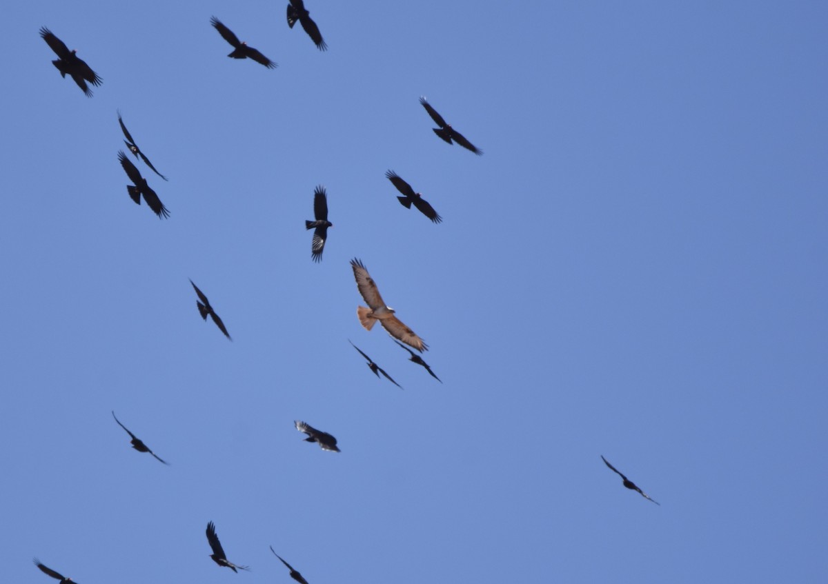 Long-legged Buzzard - ML557563641