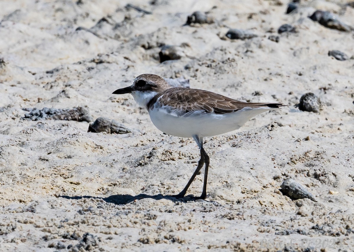 Greater Sand-Plover - Lisa & Li Li